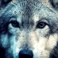 Муса Халилов