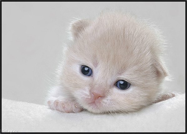 Светлана Амиргалиева