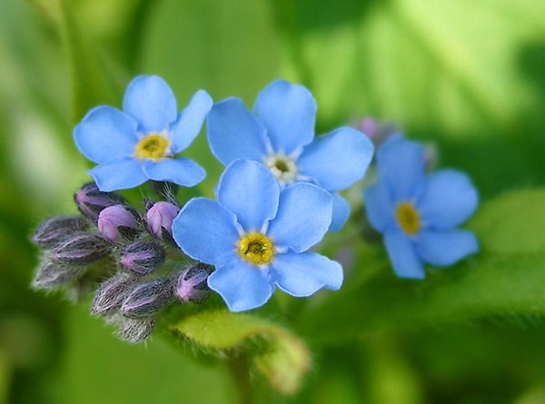 Ольга Старкова