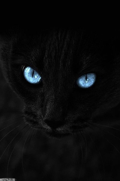 Антон Ковалев