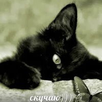 Елизавета Холод