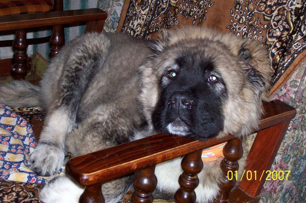 Жора Иванов