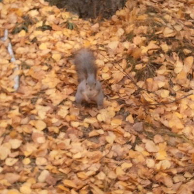 Денис Жучков