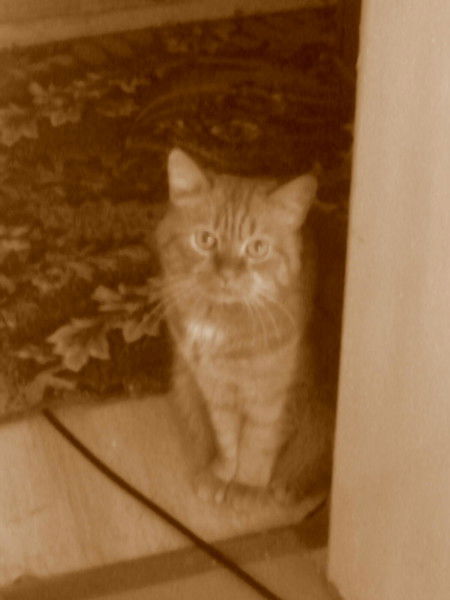 Светлана Клементьева