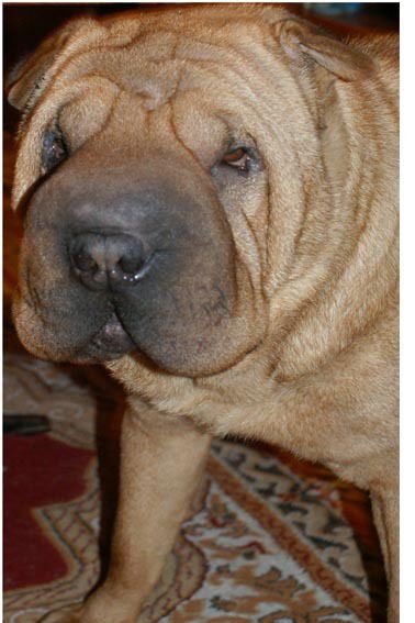 Артем Винокуров