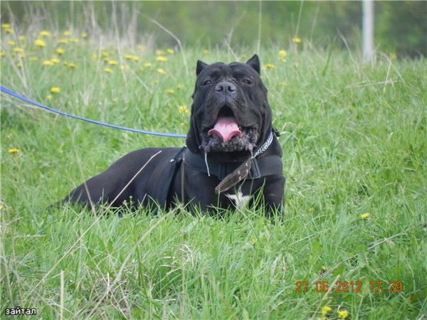 Андрей Чумаков