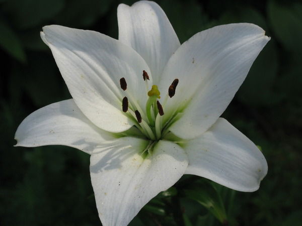 Галина Соколова