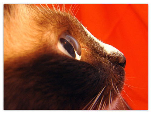 Елена Ивановна