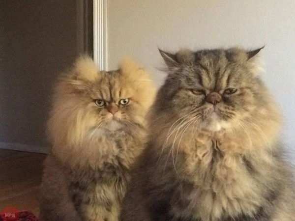 Елена Хамицевич