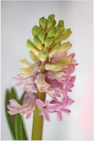 Ирина Cеверинова