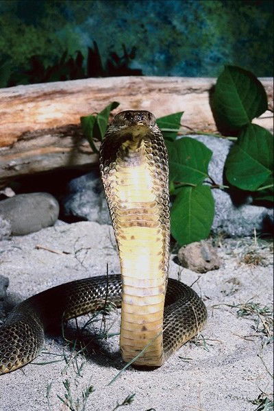 Антон Аргеткин