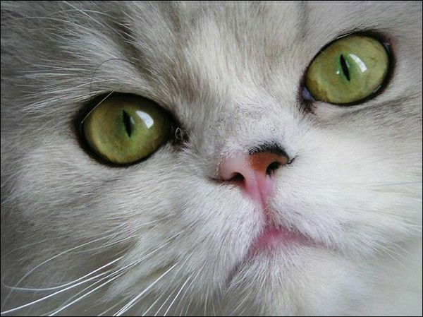 Анастсясия Чулкова