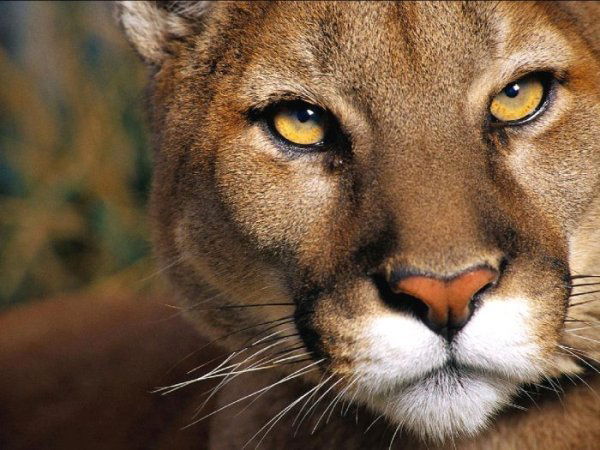 Юлия Юрченко