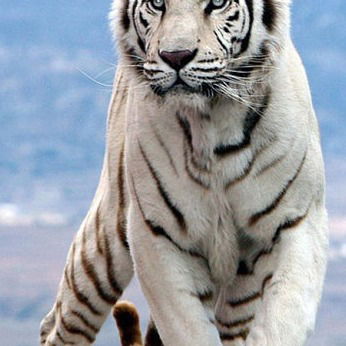 Салмон Салмонов