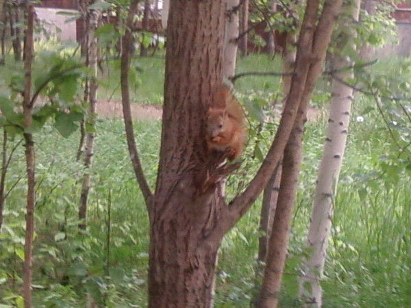 Ольга Ковалева