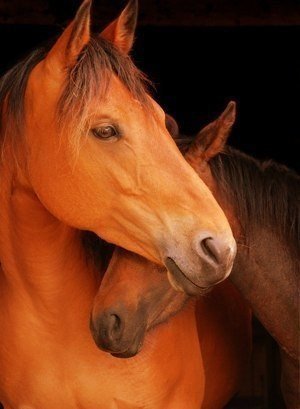 Екатерина Добрынина (Коренькова)