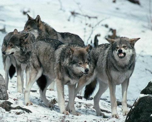 Ерон Im Star Footbal