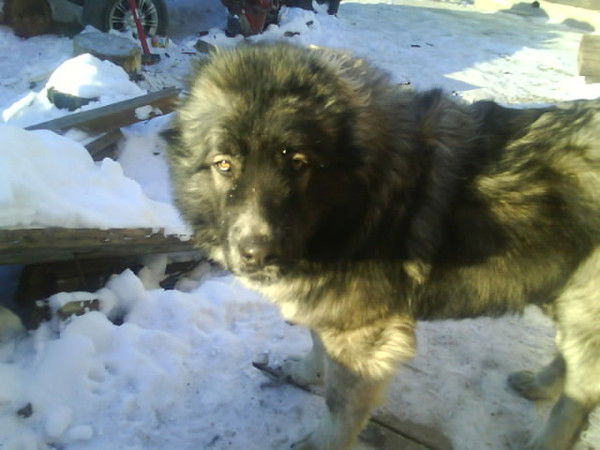 Алексей Лёушкин