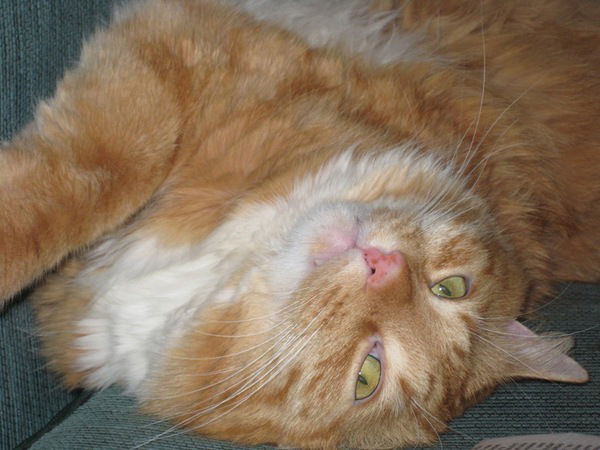 Антон Сабля