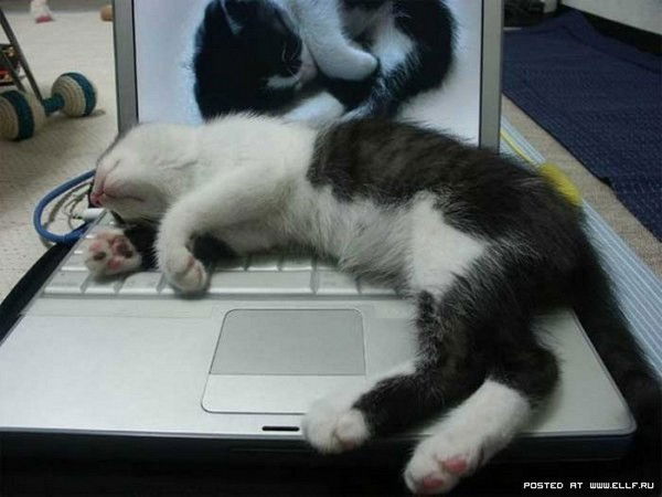 Илья Катасонов