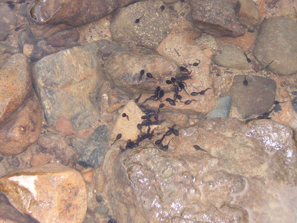 Сергей Брыляков