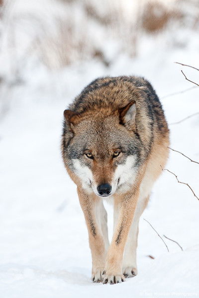 Бауыржан Бесимбаев