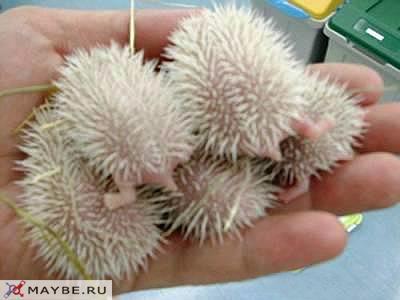 Баканова Жанна