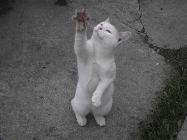 Юлия Богданова