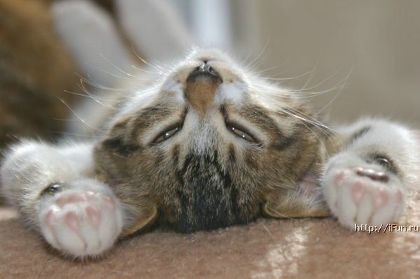 Светлана Дорофеева