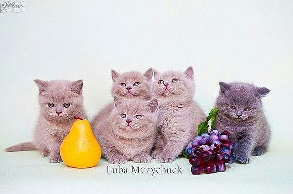 Ирина Галкина