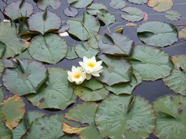 Oльга Воронкова