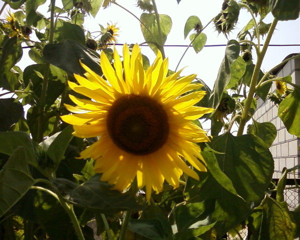 Екатерина Пантелеева