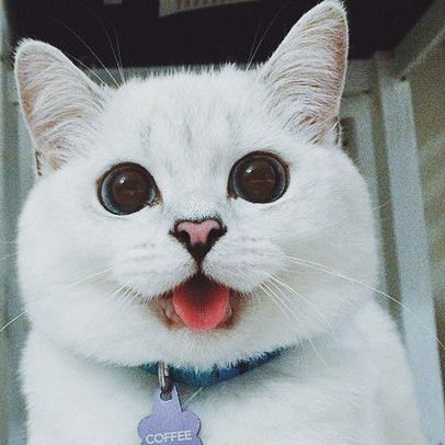 Николай Вилесов