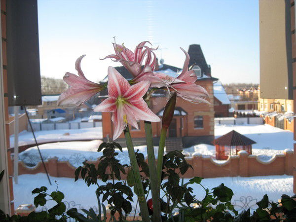 Нина Ниночка