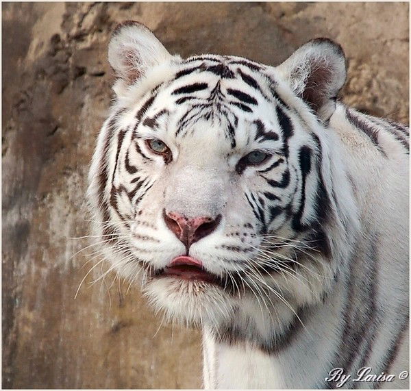 Екатерина Теперева