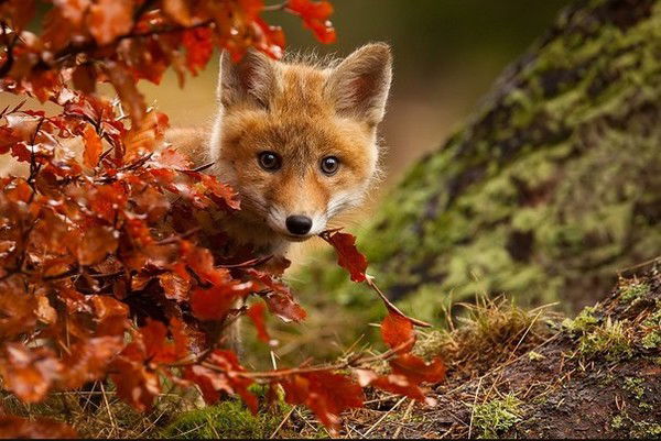 Мария Жеребцова