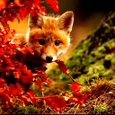 Мария Жеребцова