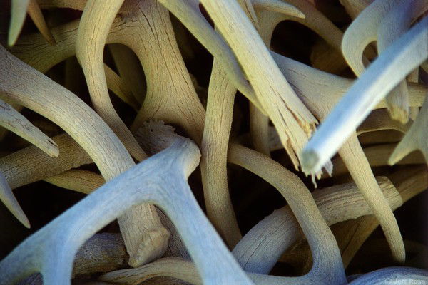 Дима Озехенвейн