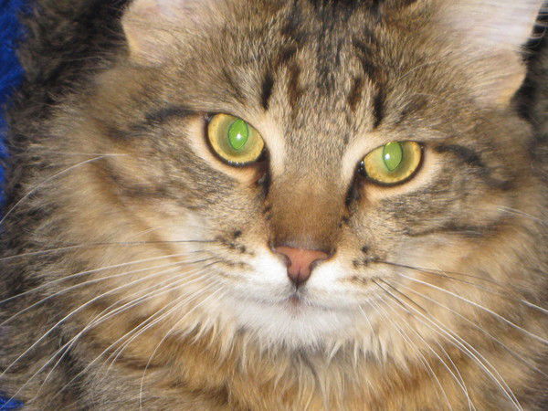 Симанкова Анастасия