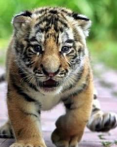 Марусан Сейваки