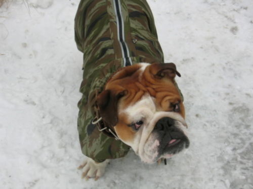 Алла Рождественская