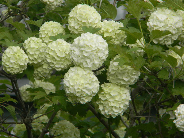 Елена Капустина