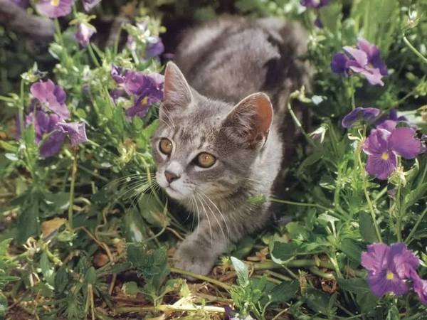 Алина Кузнецова