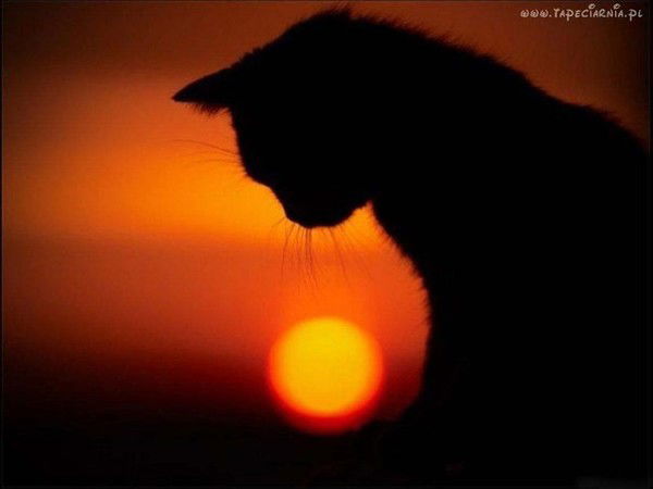 Святогор Всеволодыч