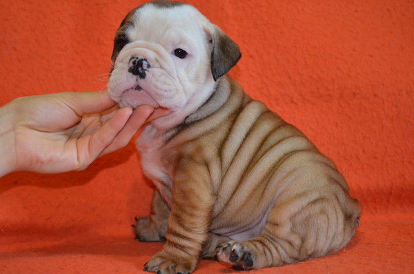 Татьяна Добруля