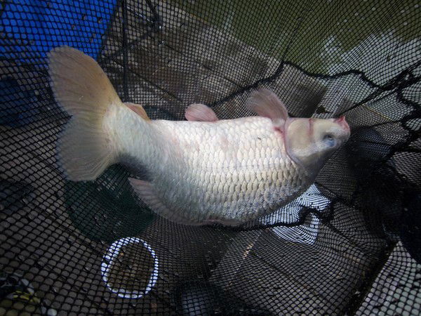 Сергей Когтин