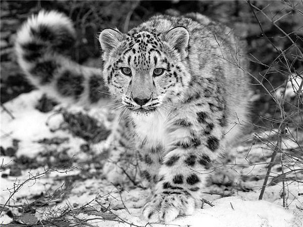 Саня Пророк