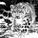 Саня Пророк
