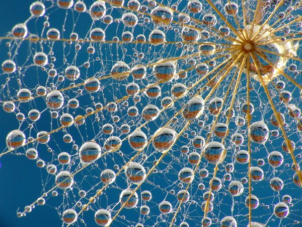 Света Витлова-Коронец