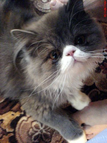 Светлана Мясникова